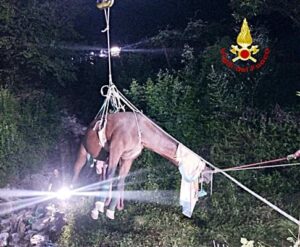 Soccorso cavallo dai Vigili del fuoco a Serra Riccò 2