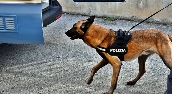 Controlli antidroga con i cani Constantin e Leone, un arresto a Genova Sestri