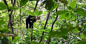 Geco Costa Rica tra giungla e Oceano Atlantico 1