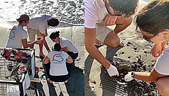 La situazione del nido di tartaruga Caretta caretta ai Bagni Londra di Alassio