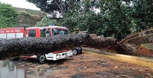 Savona caduta alberi corso Mazzini 1