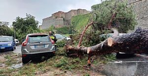 caduta alberi corso Mazzini 3