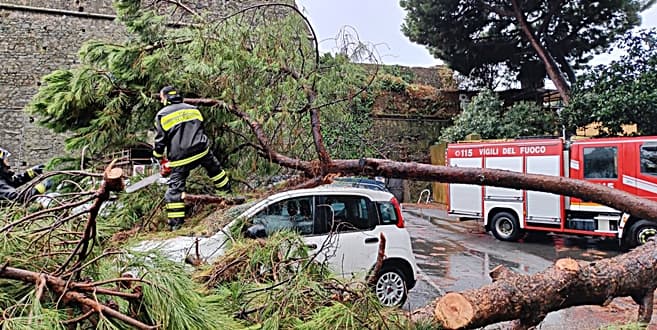 Caduta albero nel parcheggio sotto il Priamar, intervento Vigili del fuoco di Savona