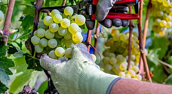 Savona vendemmia 2024 “Annata difficile per il clima, troppo caldo e umidità”