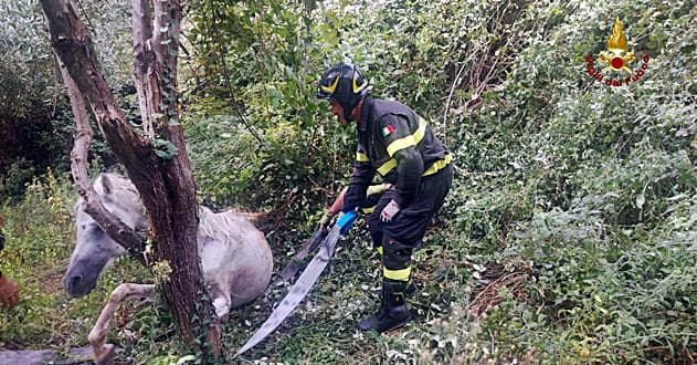 Cavallo cade in una scarpata a Quezzi, salvato dai Vigili del fuoco