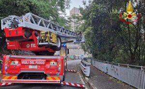 Acacia in bilico sulla strada a Genova Bolzaneto 4