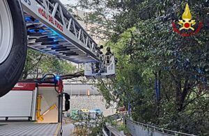 Acacia in bilico sulla strada a Genova Bolzaneto 5