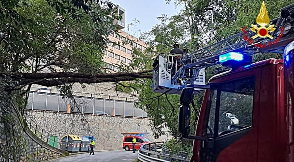 Acacia in bilico sulla strada a Genova Bolzaneto, intervento Vigili del fuoco