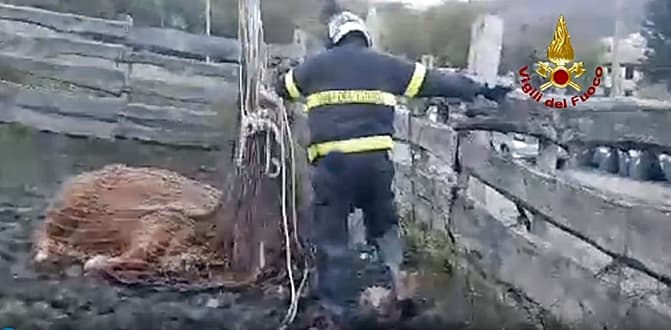 Soccorso bovino caduto in scarpata nell’entroterra di Genova – VIDEO