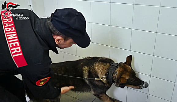 Continuano i controlli con i cani antidroga nelle scuole alessandrine