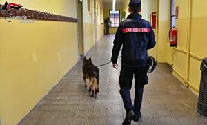 Continuano i controlli con i cani nelle scuole di Alessandria