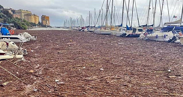 Aiutiamo il mare, Coldiretti: tronchi galleggianti, pesce sparito e detriti pericolosi