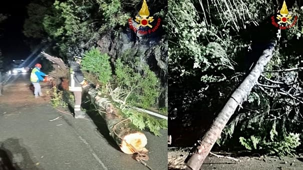 Liguria maltempo caduta alberi, vento forte, torrenti carichi