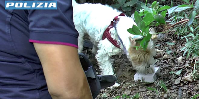 Sampierdarena il cane Leone trova 3 imboschi di droga ai giardini della Fiumara