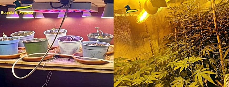 Savona coltiva marijuana nella propria abitazione, 54enne denunciato dai finanzieri – VIDEO