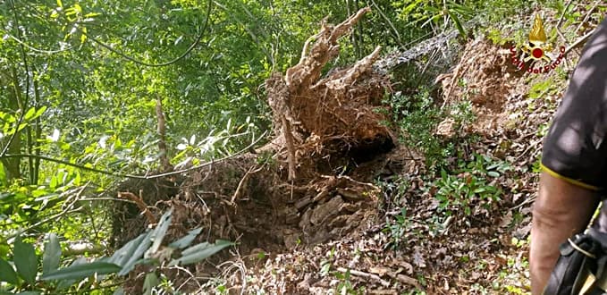 Grosso albero inclinato sulla statale di Genova Mezzanego, intervento Vigili del fuoco