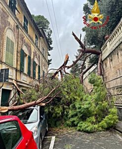 Cade un albero a Genova Nervi 012