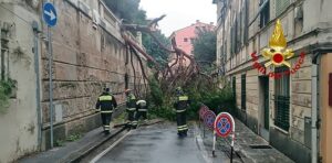 Cade un albero a Nervi 1