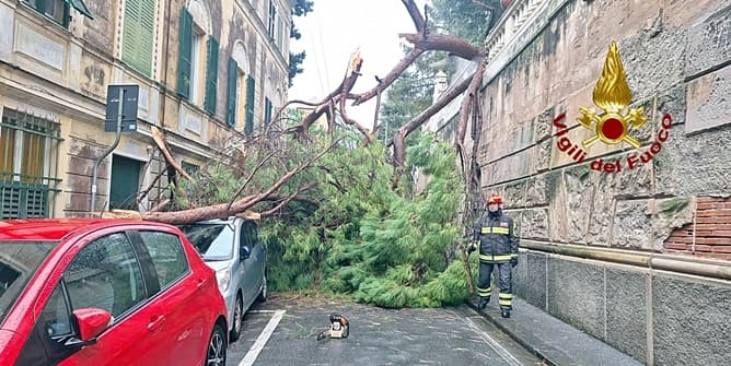 Cade un albero a Genova Nervi, intervento Vigili del fuoco