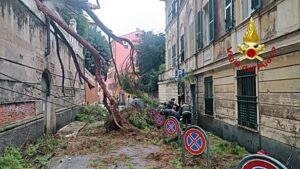 Cade un albero a Nervi 8