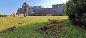 Cinghiali al Priamar di Savona 1