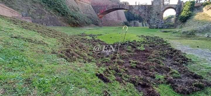 Cinghiali alle prese con nuovi scavi (archeologici?) al Priamar di Savona