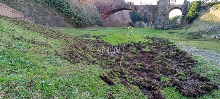 Cinghiali alle prese con nuovi scavi (archeologici?) al Priamar di Savona