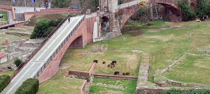 Mentre la peste suina raggiunge il 1033 caso ligure, i cinghiali pascolano al Priamar