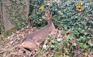 Vvf salvato Capriolo a Busalla 1