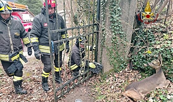 Resta incastrato nel cancello, Vigili del fuoco di Busalla salvano capriolo – VIDEO