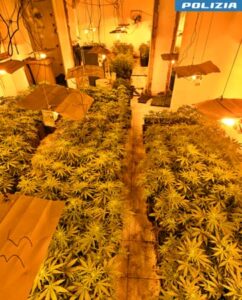 Alessandria Piantagione Cannabis in albergo in disuso 3