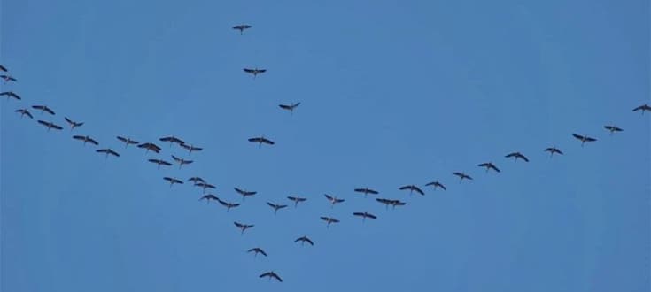 Stormi di gru nel cielo del Beigua, via alla stagione delle migrazioni