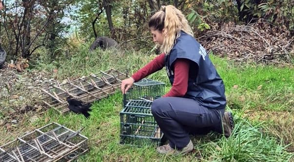 Parco Cinque Terre: sequestrati 33 richiami vivi, 8 denunciati rischiano pesante