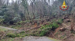 Maltempo a Serra Riccò 2 caduta alberi