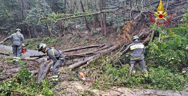 Caduta alberi sulle alture di Genova